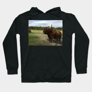 Scottish Highland Cattle Bull 1496 Hoodie